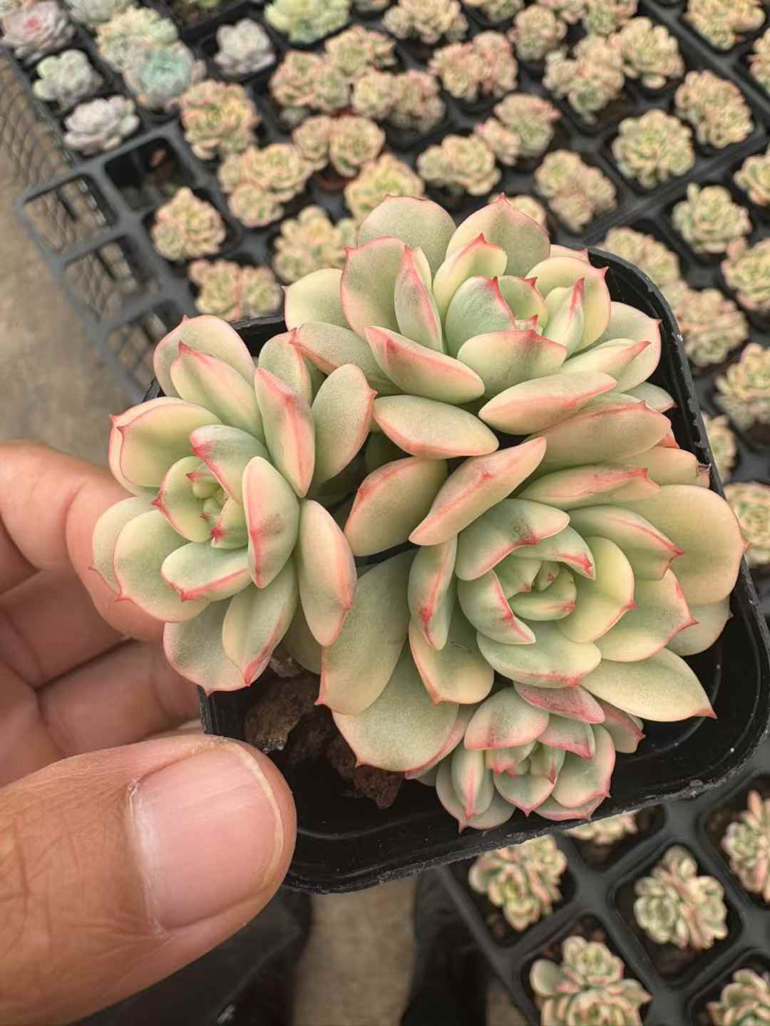 多肉植物 くれないけしょうにしき 50株セット 2.5号鉢 品番AD00248