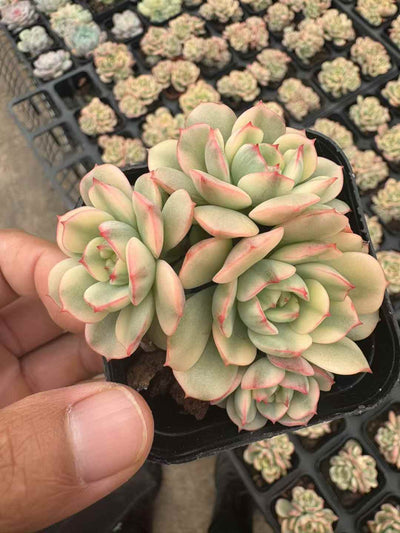 多肉植物 くれないけしょうにしき 50株セット 2.5号鉢 品番AD00248