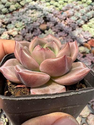 多肉植物 キューオレンジ 50株セット 2.5号鉢 品番AD00193