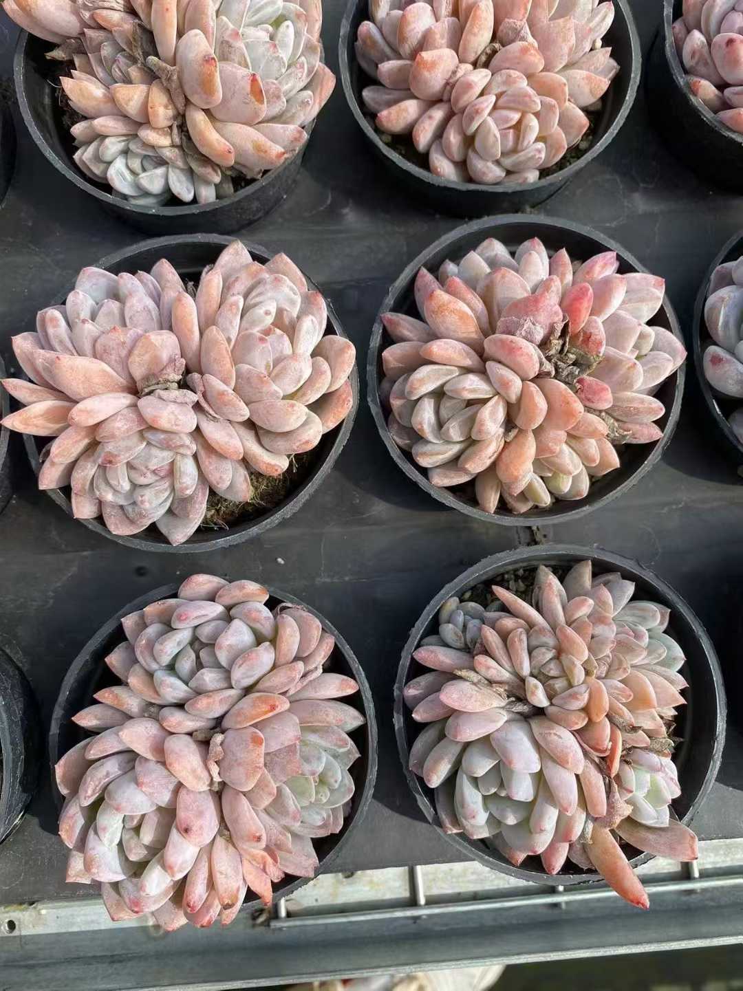 多肉植物 モンローグン 35株セット 3号鉢 品番AF00029