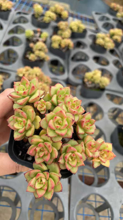 多肉植物 ロウボタンショウジュ 50株セット 2.5号鉢 品番AE00006