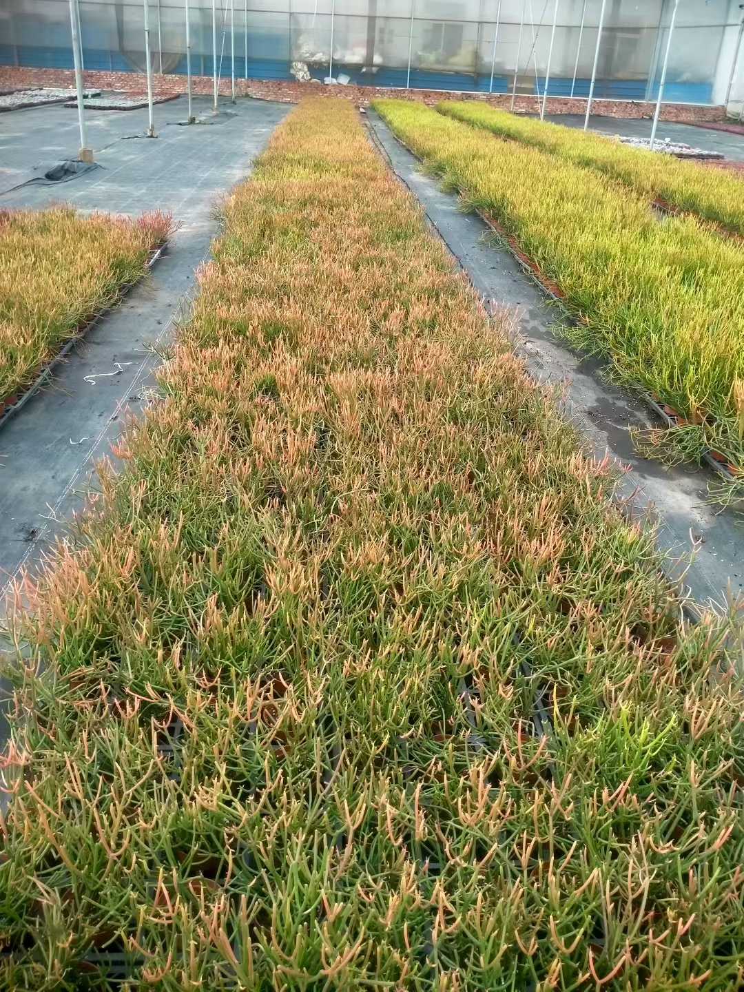 多肉植物 ベニサンゴグンセイドトウ 24株セット 4号鉢 品番ZG00022