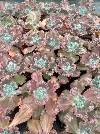 多肉植物 ダンシャク 8株セット 6号鉢 品番ZG00015