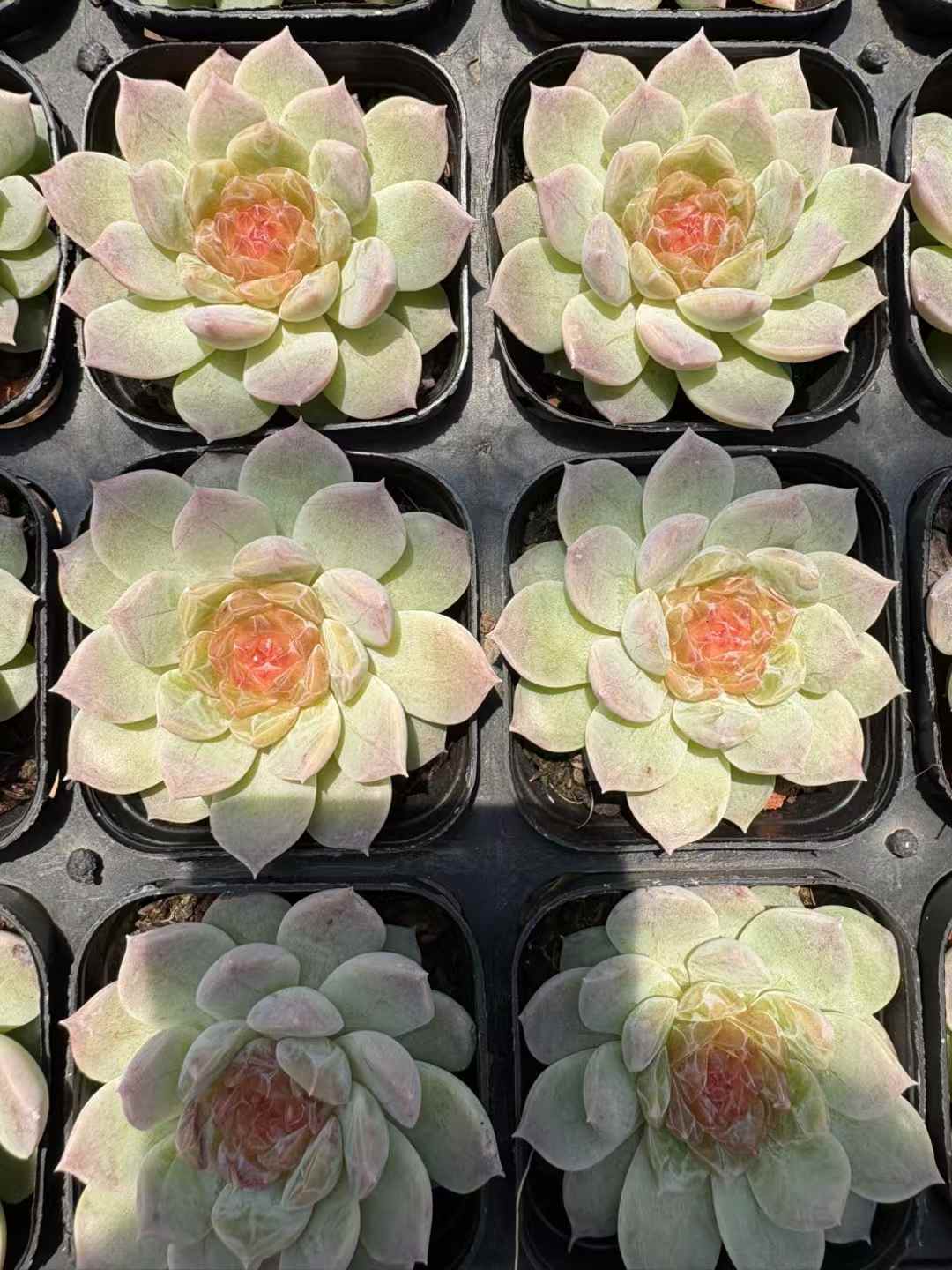 多肉植物 ネオンライト 50株セット 2.5号鉢 品番AD00197