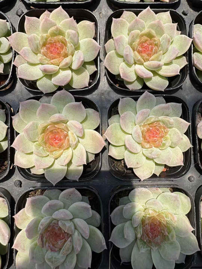 多肉植物 ネオンライト 50株セット 2.5号鉢 品番AD00197