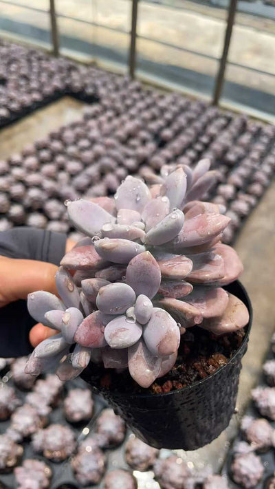 多肉植物 トウソウ 15株セット 3号鉢 品番AE00054