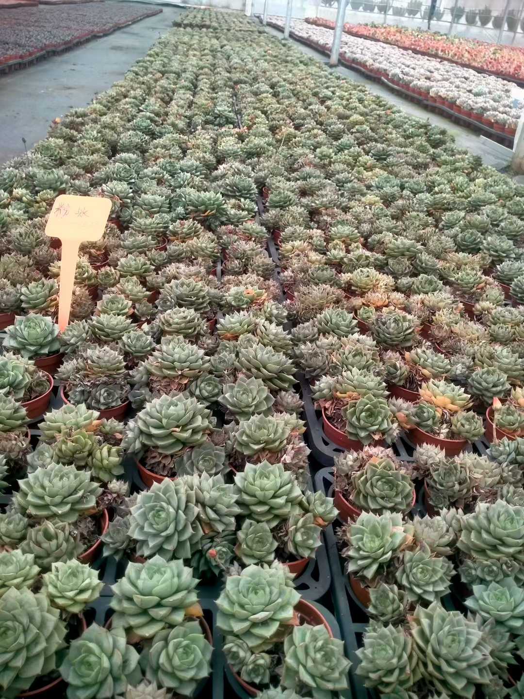 多肉植物 ファビオラ 35株セット 3号鉢 品番ZG00026