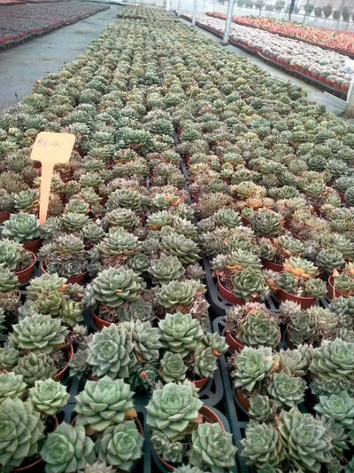 多肉植物 ファビオラ 35株セット 3号鉢 品番ZG00026