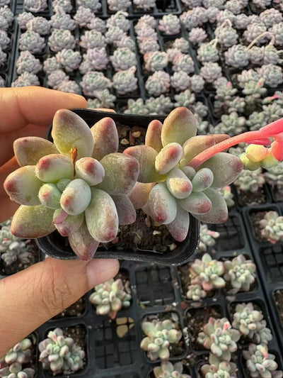 多肉植物 りんごミルク 50株セット 2.5号鉢 品番AD00099