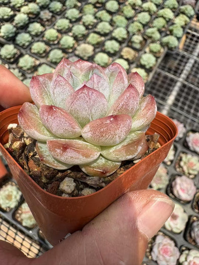 多肉植物 せつぎょく 50株セット 2.5号鉢 品番AD00069