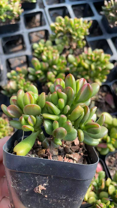 多肉植物 ショウザイネコ 50株セット 2.5号鉢 品番AE00001