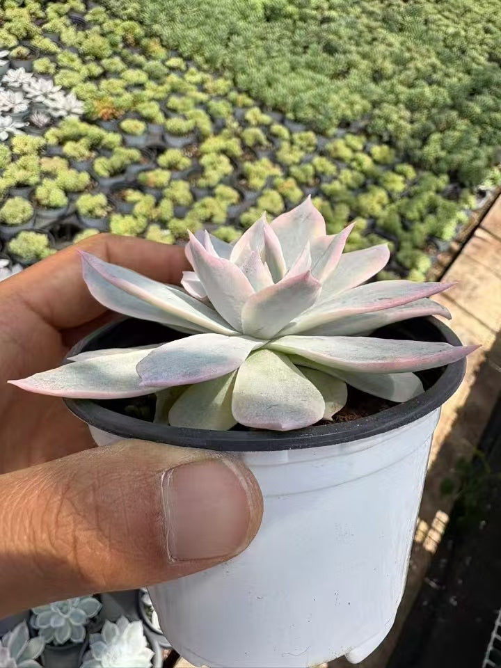 多肉植物 ピアッツェきん 36株セット 3号鉢 品番AD00141