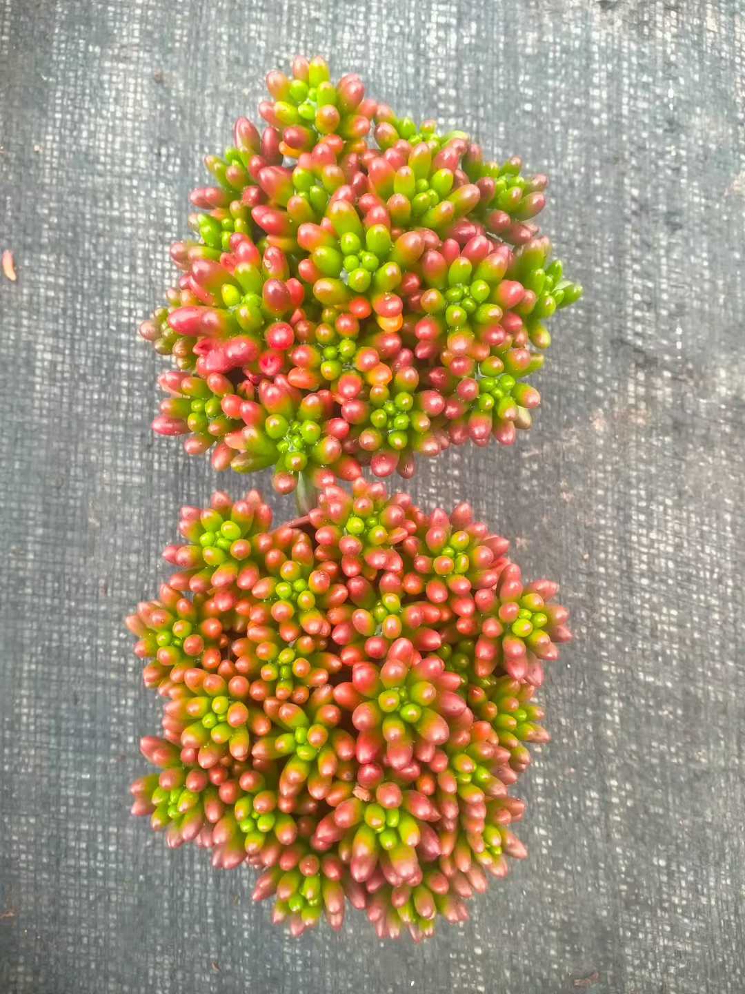 多肉植物 ニジノタマ 35株セット 3号鉢 品番ZG00034