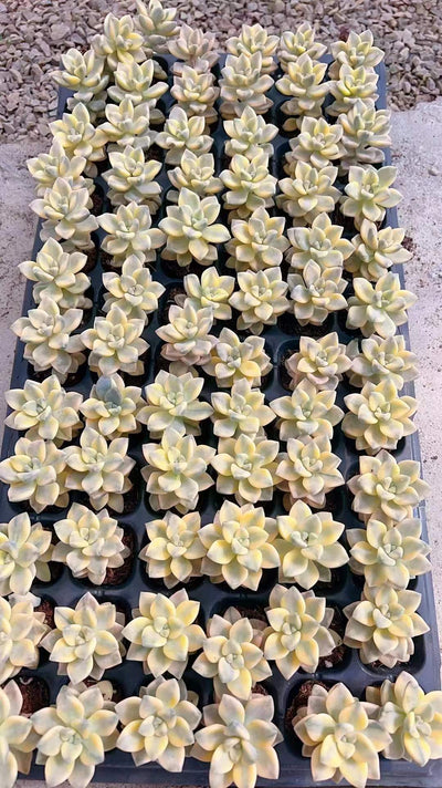 多肉植物 ミアンク錦 72株セット 品番AH00002