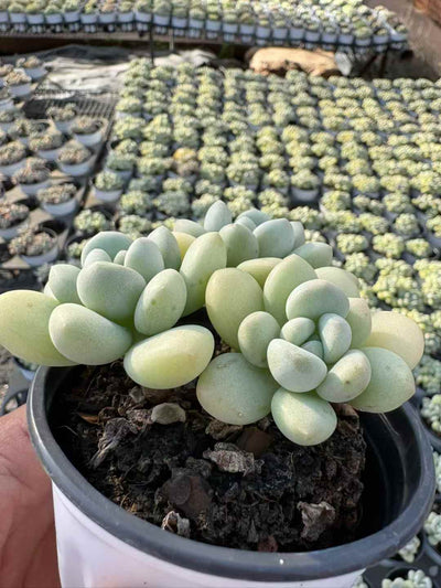 多肉植物 バブルガム 18株セット 3号鉢 品番AD00226