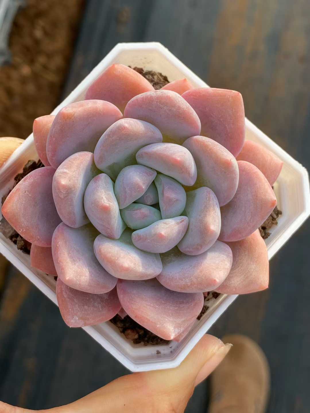 多肉植物 スイートハート 50株セット 2.5号鉢 品番AA00168
