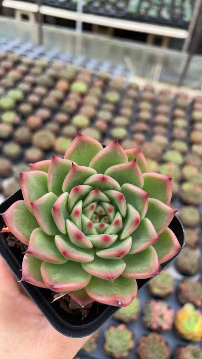 多肉植物 コウスイショウ 50株セット 2.5号鉢 品番AE00023