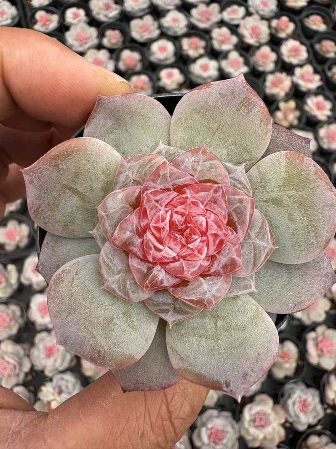 多肉植物 りかぼう 50株セット 2.5号鉢 品番AD00246