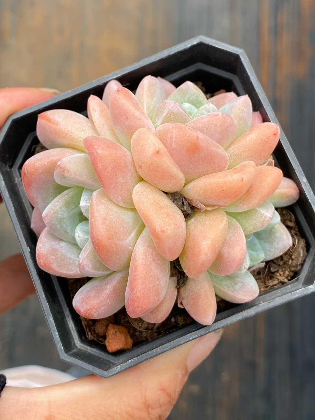 多肉植物 アイスジェイド 24株セット 2.5号鉢 品番AA00120