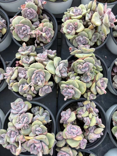 多肉植物 にじキャンディ 36株セット 3号鉢 品番AD00144
