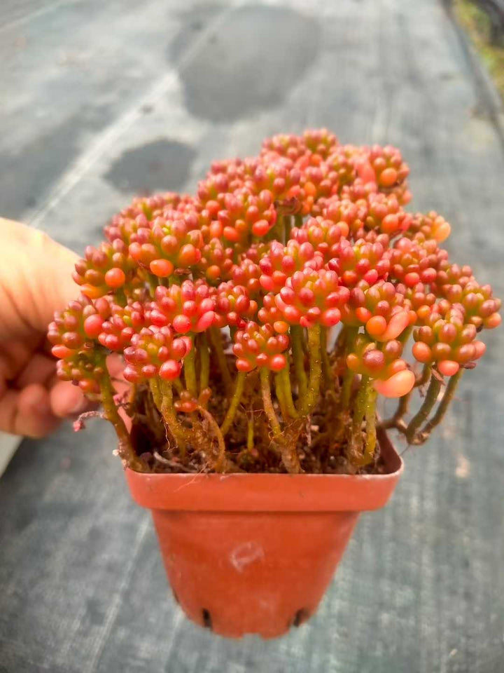 多肉植物♥゛レッドベリー ポットごと 多肉植物 レッドベリー 48株セット 2.5号鉢 品番ZG00033 – 花のパッセージ