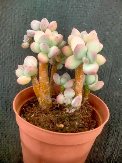 多肉植物 ショウロウショウミカヅキビジン 35株セット 3号鉢 品番ZG00048