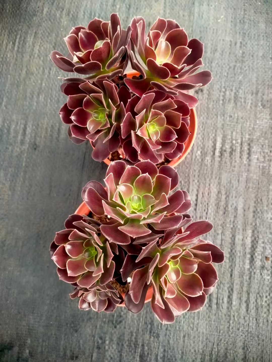 多肉植物 シヨウジョウ 24株セット 4号鉢 品番ZG00006