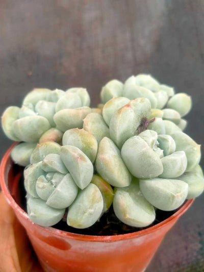 多肉植物 ヒョクギョク 35株セット 3号鉢 品番ZG00017