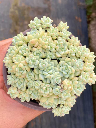 多肉植物 キャラメルスプライト 24株セット 3号鉢 品番AA00109