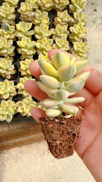 多肉植物 ミアンク錦 72株セット 品番AH00002