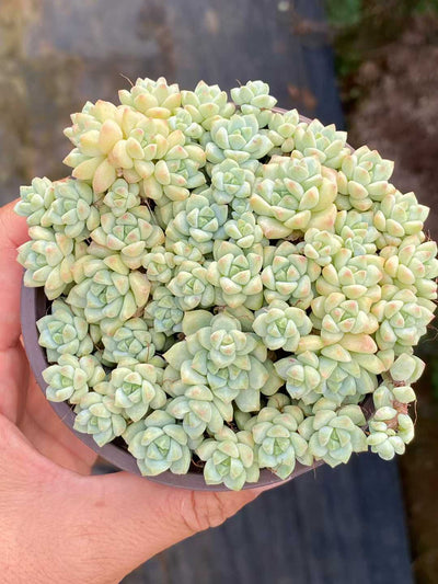 多肉植物 キャラメルスプライト 24株セット 3号鉢 品番AA00109