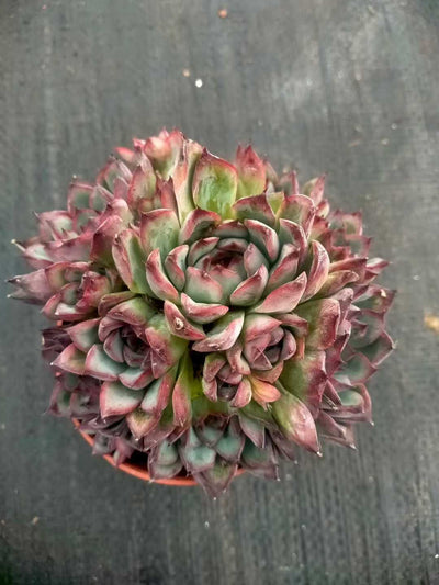 多肉植物 ハスドトウ 35株セット 3号鉢 品番ZG00055