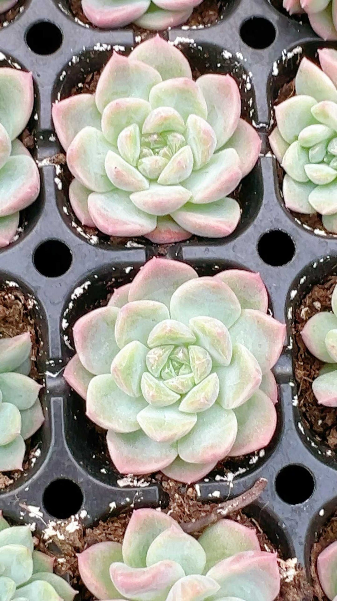 10/26 訳あり25株セット② 多肉植物 2025年最新訳あり 多肉