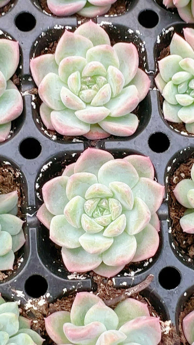 多肉植物 イナカヅキ 105株セット 品番AH00026