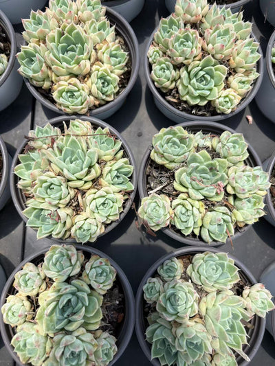 多肉植物 ヘレナ 36株セット 3号鉢 品番AD00176