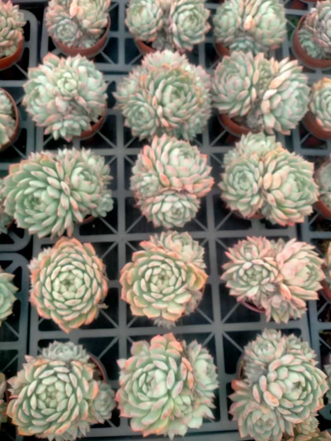 多肉植物 ティーピー 24株セット 4号鉢 品番ZG00042