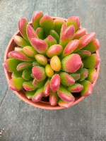 多肉植物 コウシン 35株セット 3号鉢 品番ZG00001