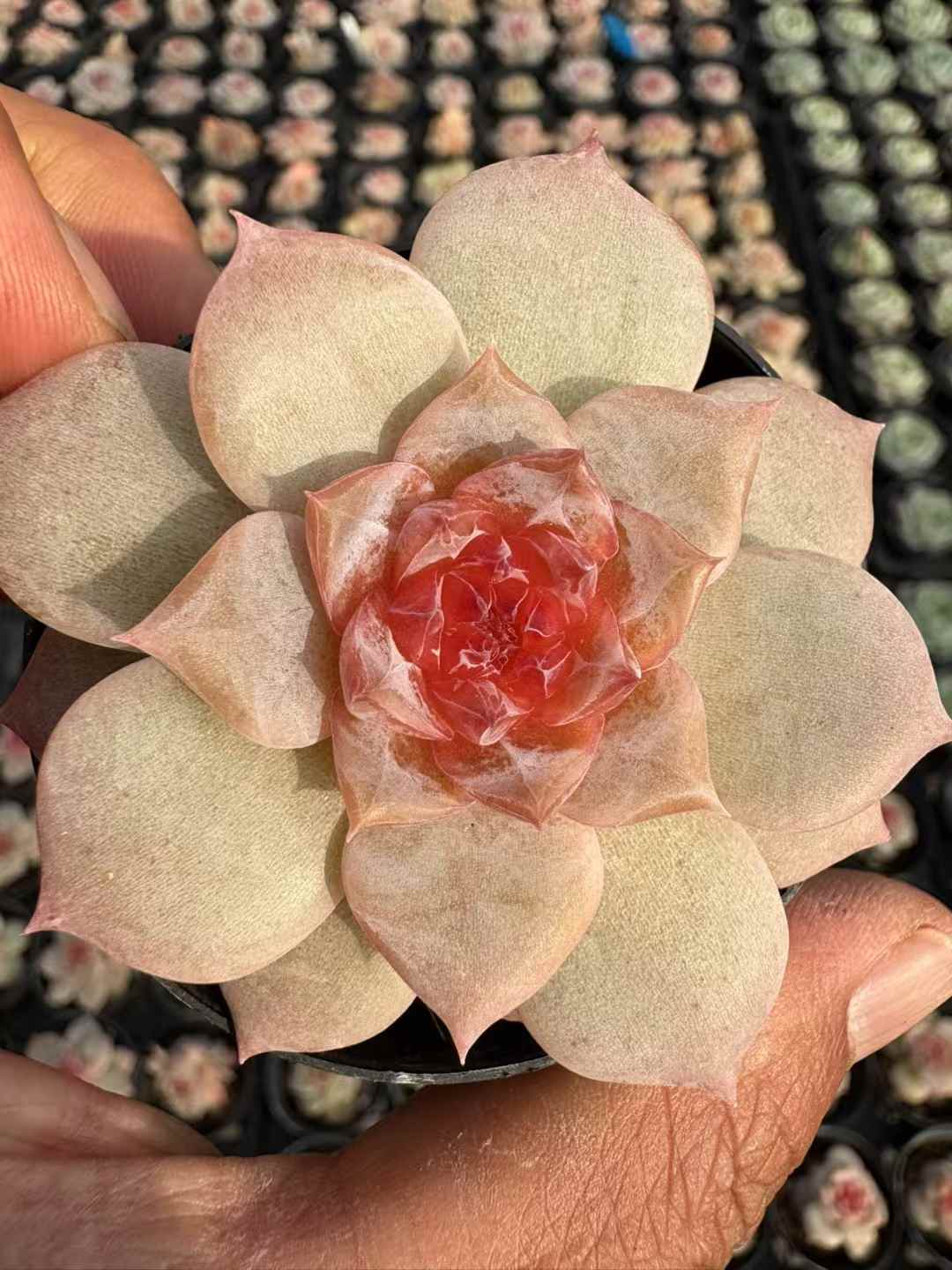 多肉植物 つつじ 50株セット 2号鉢 品番AD00180