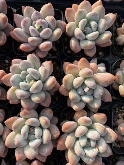 多肉植物 こうすい 50株セット 2.5号鉢 品番AD00101