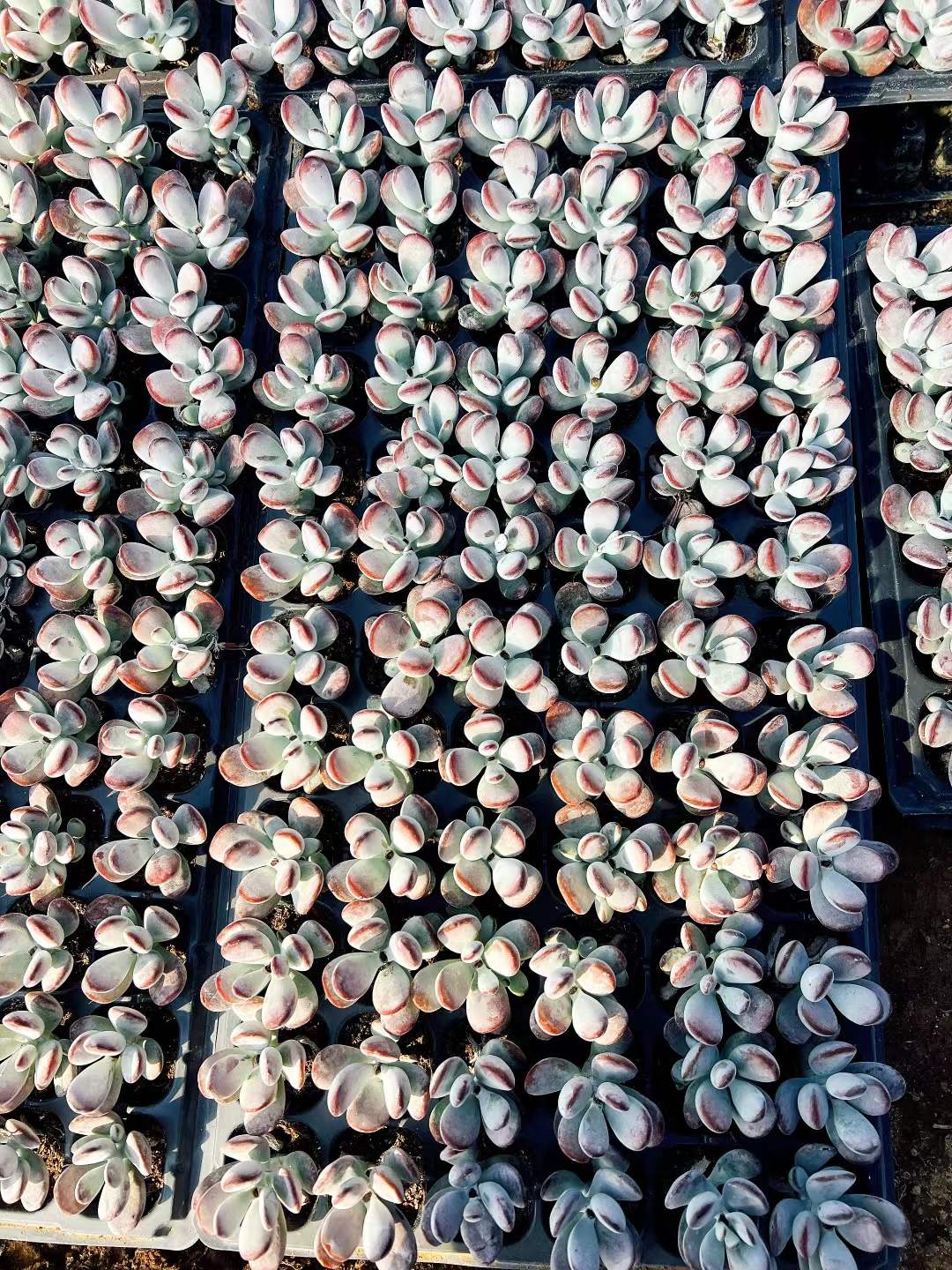 多肉植物 ピンポンフクニャン 72株セット 品番AH00001