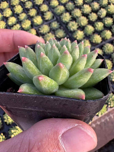 多肉植物 こうこつぶん 50株セット 2.5号鉢 品番AD00240