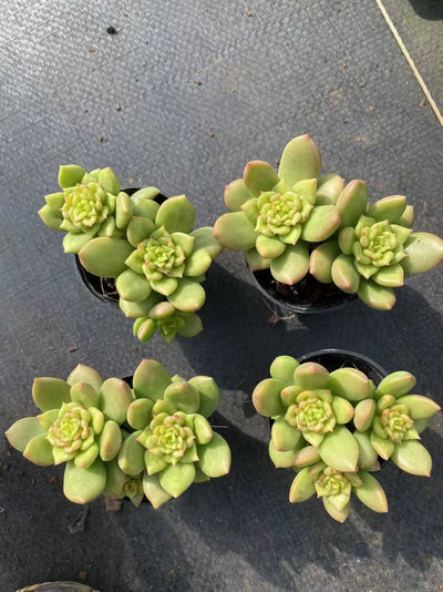 多肉植物 アップルフラワー 54株セット 2号鉢 品番AF00048