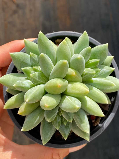 多肉植物 ウラクラ 18株セット 3号鉢 品番AA00144