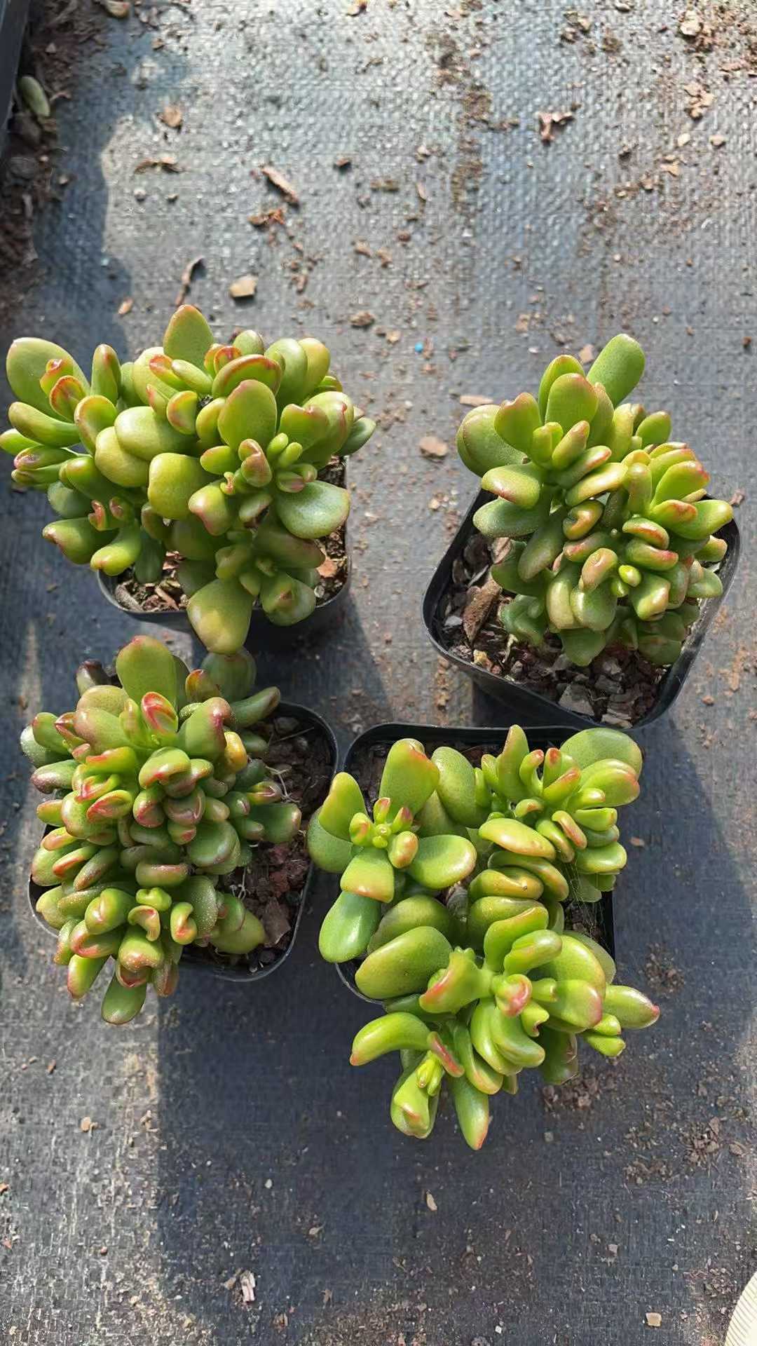 多肉植物 ショウザイネコ 50株セット 2.5号鉢 品番AE00001