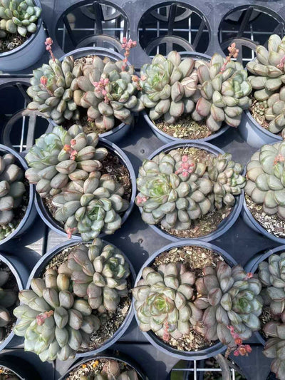 多肉植物 ソウトウブドウ 15株セット 4号鉢 品番AF00005