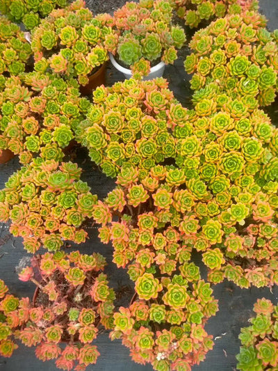 多肉植物 ロウショウティア 12株セット 5号鉢 品番ZG00008