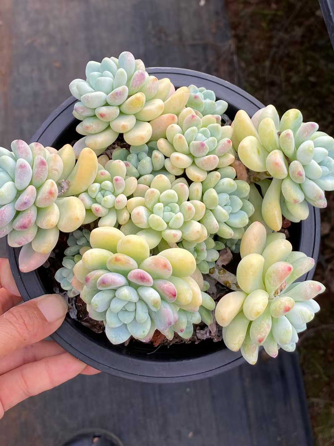 多肉植物 ラウル 12株セット 5号鉢 品番AA00136