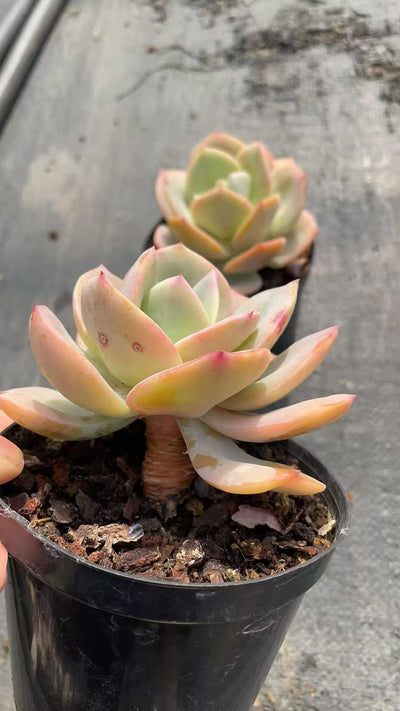 多肉植物 ハクホウ 15株セット 4号鉢 品番AE00038