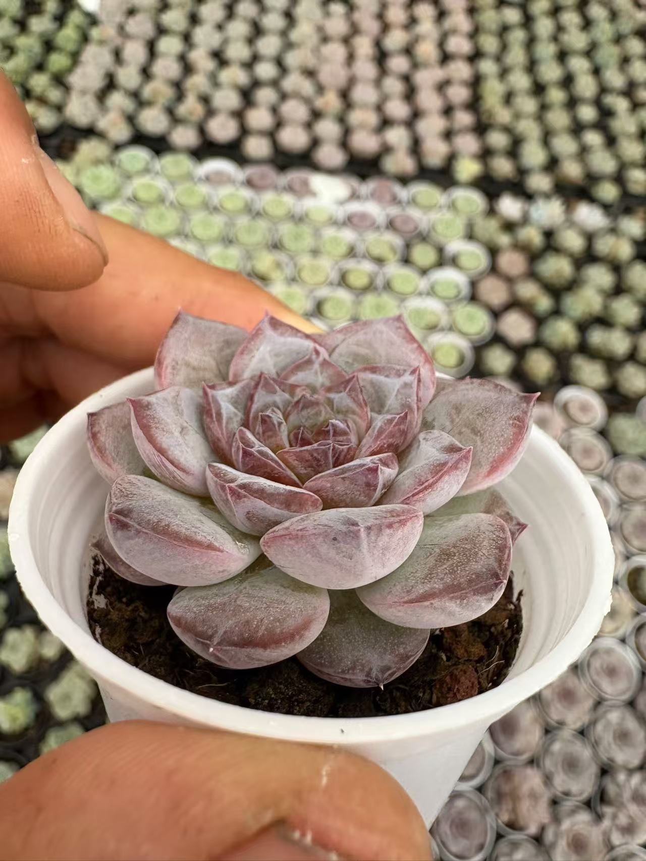 多肉植物 シリウススター 50株セット 2号鉢 品番AD00007