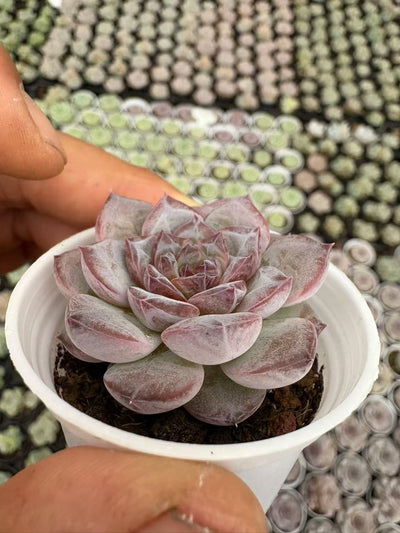 多肉植物 シリウススター 50株セット 2号鉢 品番AD00007